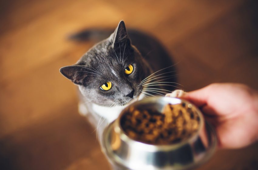  Best Cat Food UK For Your Cat